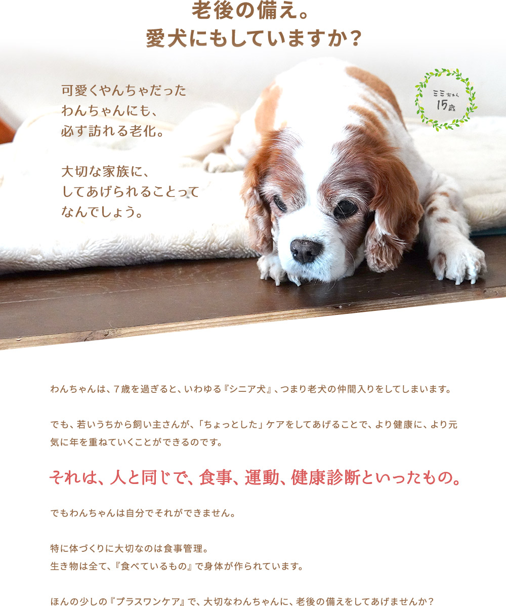 老後の備え。愛犬にもしていますか？